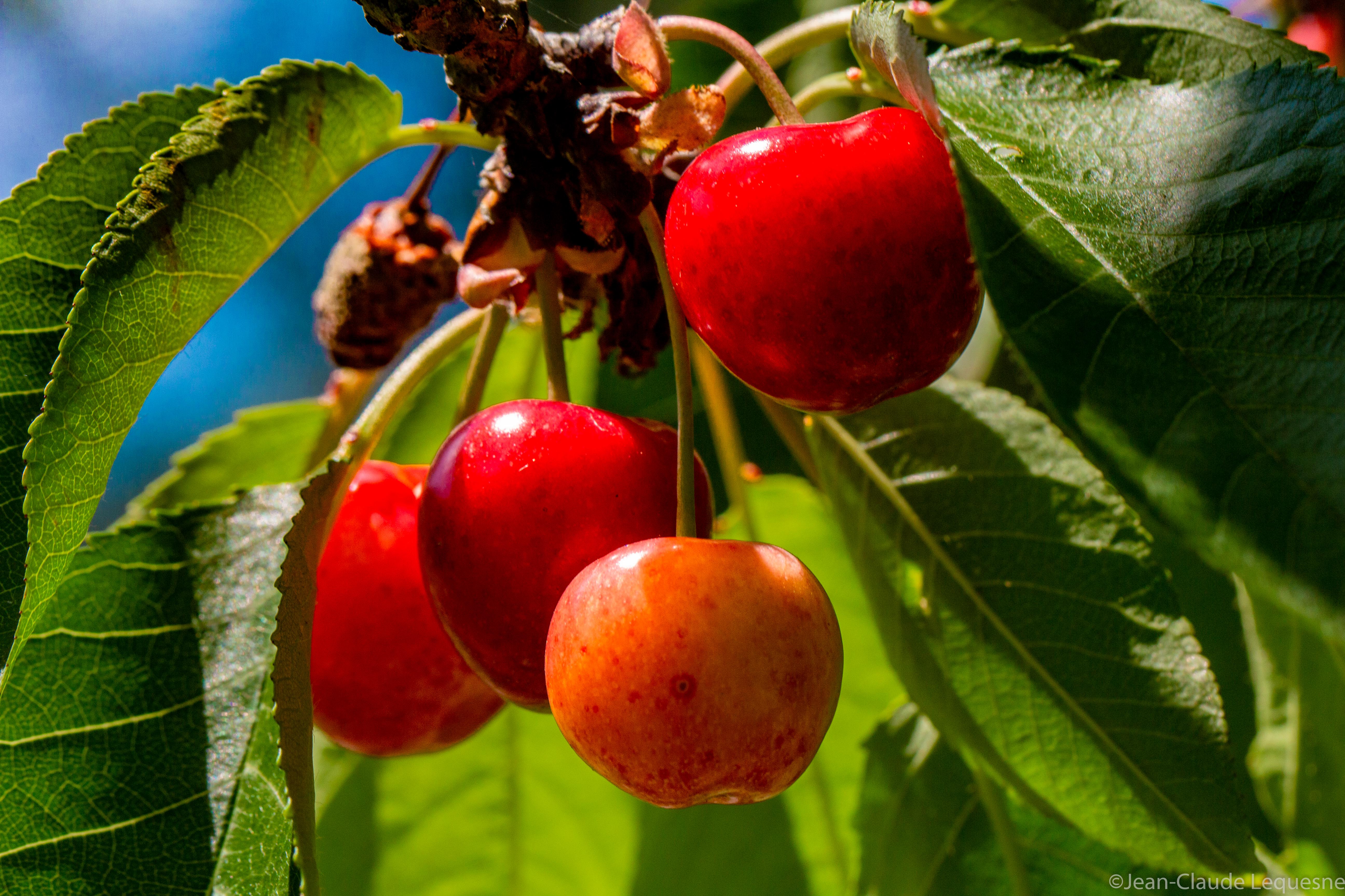 Cerise des coteaux de Marennes